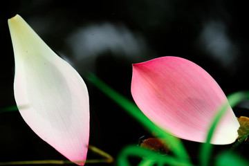 Selective focus on image of pink lotus petal on surface water in the forest