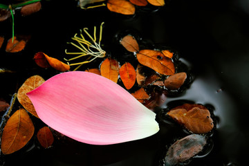 Selective focus on image of pink lotus petal on surface water in the forest