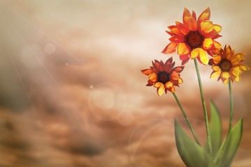 Fototapeta na wymiar Beautiful live gazania with empty on left on colored sky with clouds background. Floral spring or summer flowers concept.