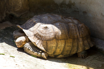 Obraz premium turtle on sand