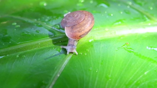 Small Snails are crawling slowly on the green foliage after the rain stops, The snail is also a figurative animal that means to do something 
