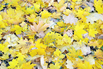 autumn leaf fall covered the ground with maple leaves