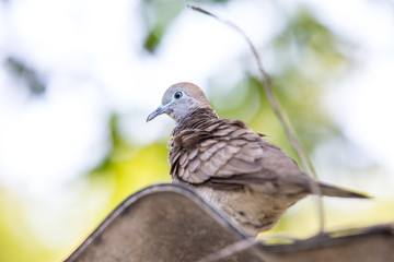 dove on branch