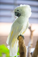 parrot on branch