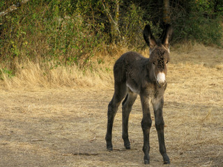 Little donkey looking at the camera on a farm