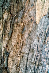 Tree bark texture