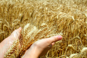 hand with wheat