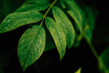 Green leaves. Nature background.Tropical Plant,environment,photo concept nature and plant