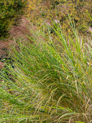 Eulalies zébrées au feuillage panaché à bandes horizontales jaune crême ou Roseaux de Chine à inflorescences automnale rouge cuivré (Miscanthus sinensis zebrinus).