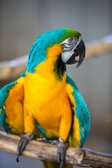 blue and yellow macaw