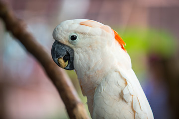 portrait of a parrot