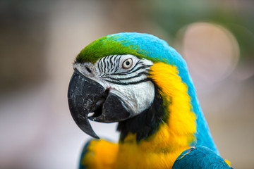 blue and yellow macaw
