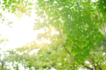 Green leave in garden with sunny for natural spring summer background