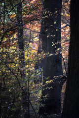 autumn foliage in a dark beech forest, copy space, vertical