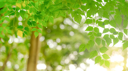 Green leave in garden with sunny for natural spring summer background