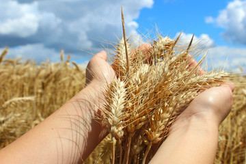 Wheat in hand.