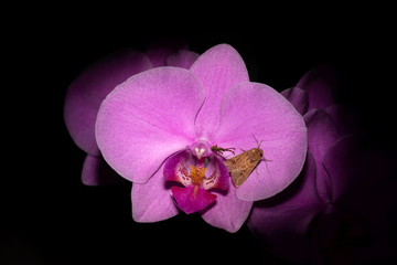 Obraz premium Bugs on orchid