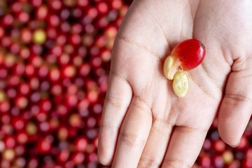 red cherry coffee bean in hands