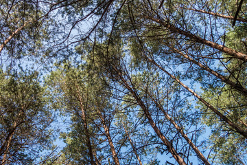 bottom view of pines and blue sky