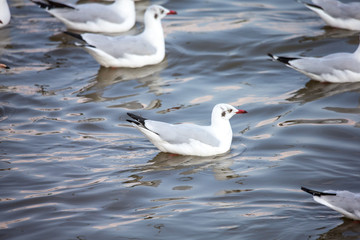 seagull on water
