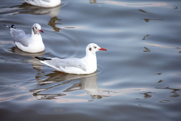 seagull on water