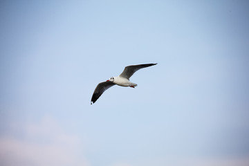 seagull in flight