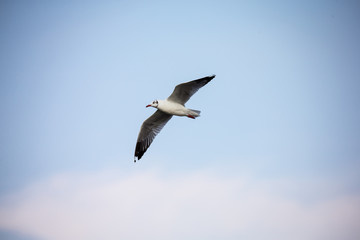 seagull in flight