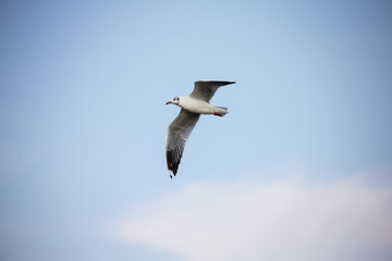 seagull in flight