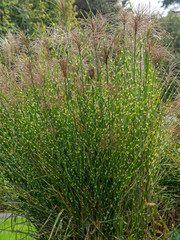 Eulalies zébrées au feuillage panaché à bandes horizontales jaune crême ou Roseaux de Chine à inflorescences automnale rouge cuivré (Miscanthus sinensis zebrinus).