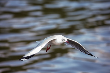 bird, seagull, gull, flying, sea, nature, fly, sky, flight, animal, water, blue, wings, white, wing, wildlife, birds, ocean, seagulls, freedom, beak, feather, air, coast, sea gull