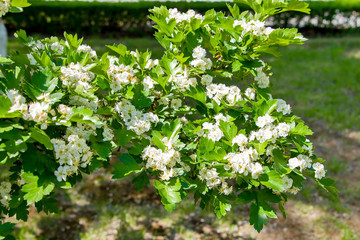 Боярышник цветущий