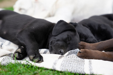 sweet young cute little purebred labrador retriever dog puppy pet