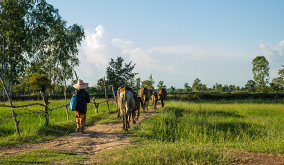 Fototapeta na wymiar Rural people and cattle