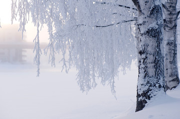 Frosted birch trees on a frozen riverbank. Cold and misty winter day. Focus on birch trunk.