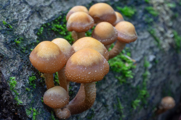 Bulbous Honey Fungus (Armillaria gallica)