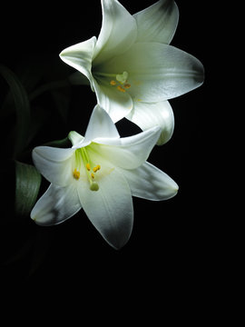 Close up of white lily