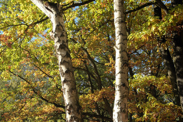 Fototapeta premium herbststimmung