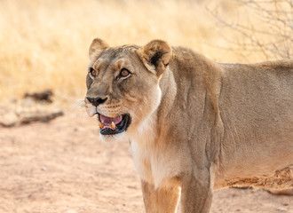 Lioness showing her teeth