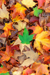 Green leaf on pile of autumn leaves.