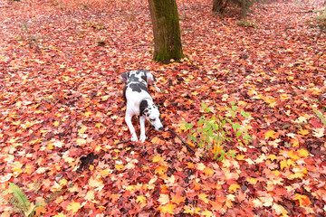 Beautiful harlequin great dane dog  in autumn laying down sniffing leaves.
