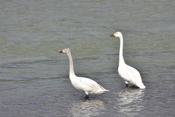 Parent and child of swan