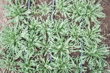 Overhead view of arugula (rocket) growing in the dirt with irrigation lines.