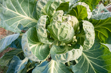 Textured leaves of cabbage protect the head of the plant.