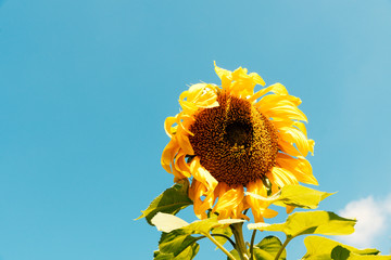 Wilting sunflower under blue sky © Richard