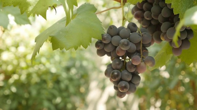 Healthy Vitis genus grapes fruit on vines  slow motion video