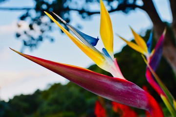 flower on background of blue sky