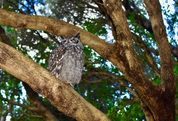 Owl 