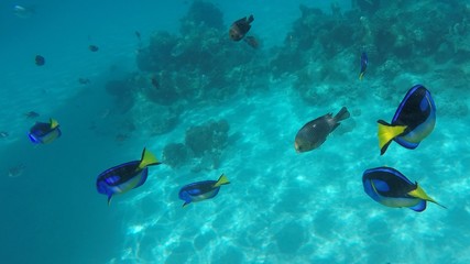snorkeling, ile de Mnemba, zanzibar