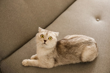 Cute scottish Fold breed cat with yellow eyes lying on grey textile sofa at home. Soft fluffy purebred short hair lop-eared kitty. Background, copy space, close up.