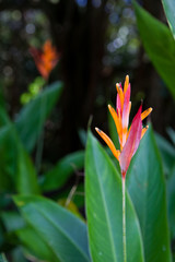 Obraz premium tropical flower